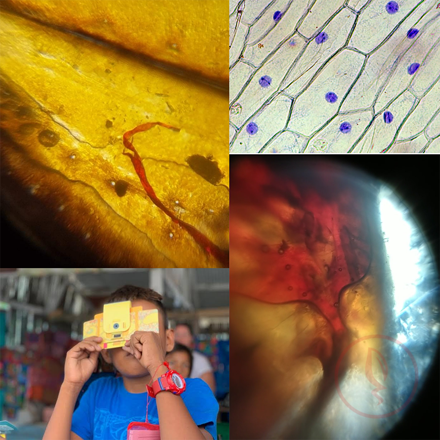Foldscope Paper Microscope 4