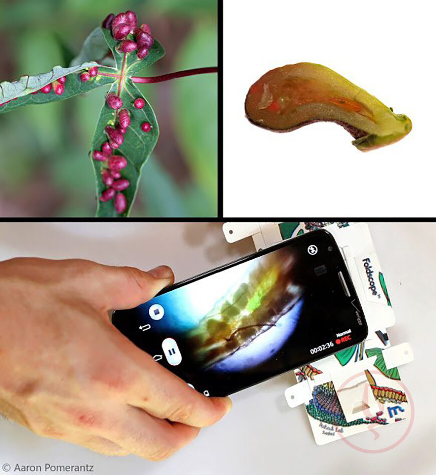 leaf_gall_compilation_wm